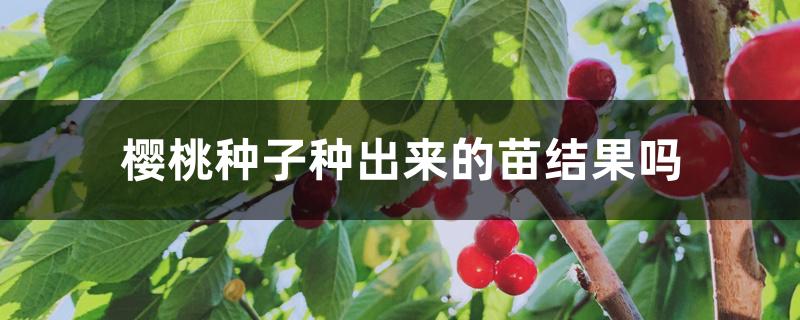 樱桃种子种出来的苗结果吗