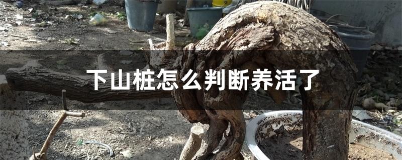 下山桩怎么判断养活了