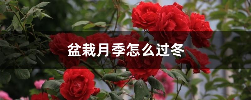 盆栽月季怎么过冬