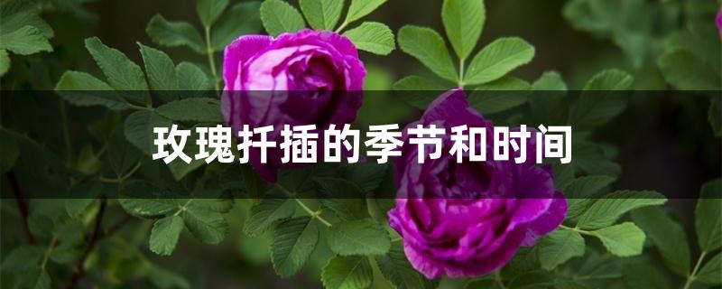 玫瑰扦插的季节和时间