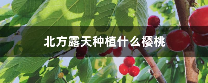 北方露天种植什么樱桃