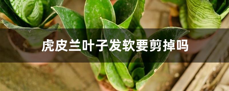 虎皮兰叶子发软要剪掉吗 虎皮兰叶子发软要剪掉吗