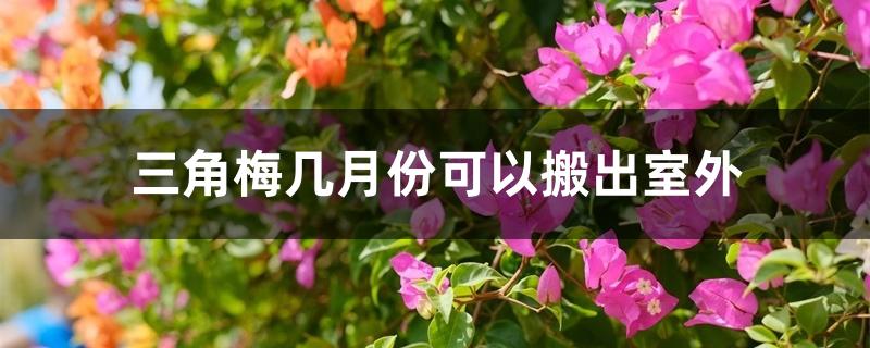 三角梅几月份可以搬出室外 三角梅几月份可以搬出室外