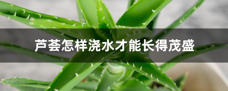 芦荟怎样浇水才能长得茂盛