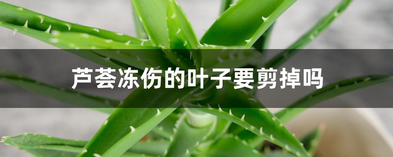 芦荟冻伤的叶子要剪掉吗