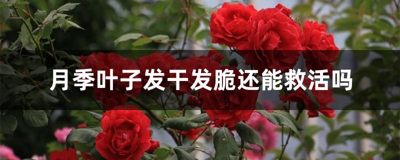 月季叶子发干发脆还能救活吗