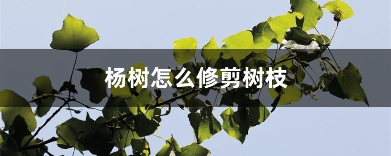 杨树怎么修剪树枝