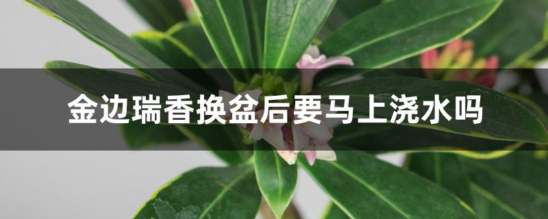 金边瑞香换盆后要马上浇水吗