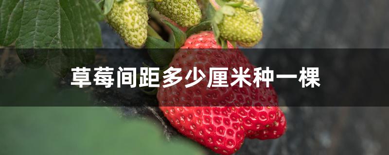草莓间距多少厘米种一棵 草莓间距多少厘米种一棵