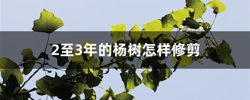 2至3年的杨树怎样修剪