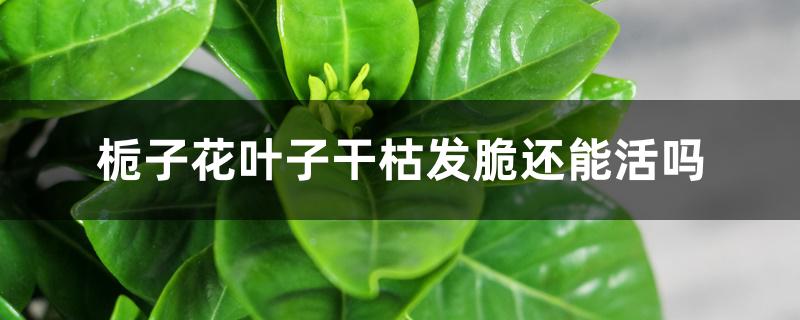 栀子花叶子干枯发脆还能活吗