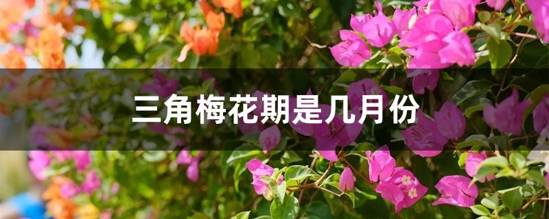 三角梅花期是几月份