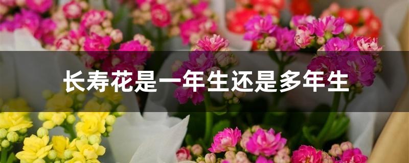 长寿花是一年生还是多年生