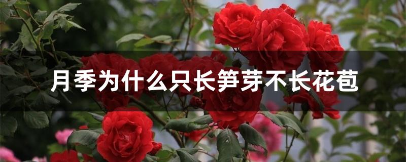 月季为什么只长笋芽不长花苞