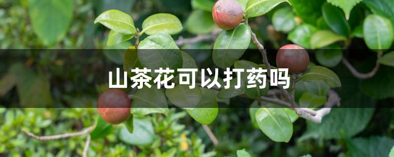 山茶花可以打药吗