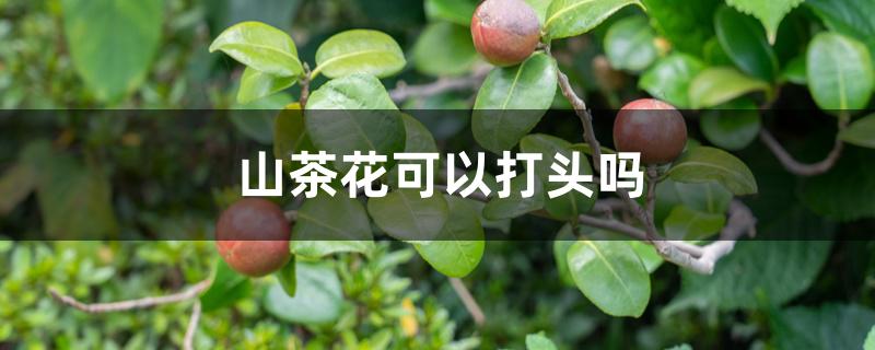 山茶花可以打头吗