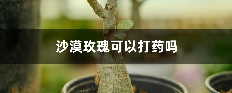 沙漠玫瑰可以打药吗