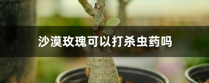 沙漠玫瑰可以打杀虫药吗