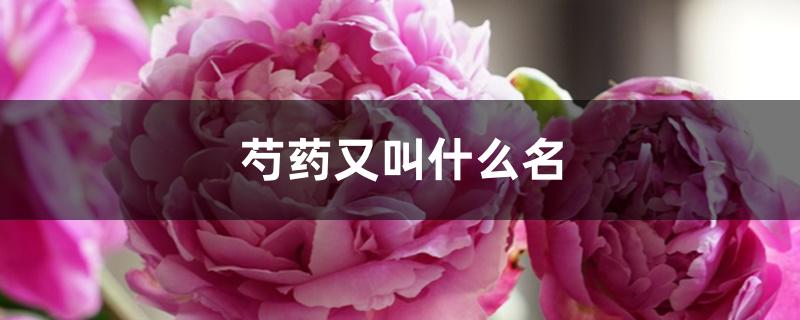 芍药又叫什么名