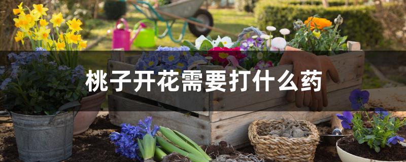 桃子开花需要打什么药