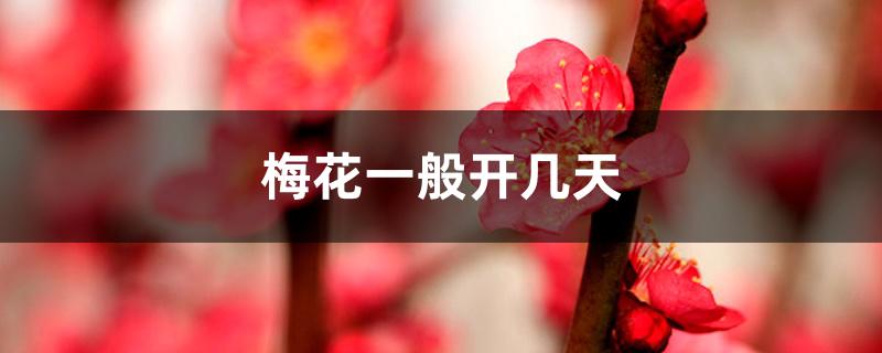 梅花一般开几天 梅花一般开几天