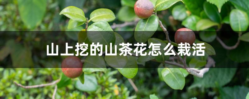 山上挖的山茶花怎么栽活