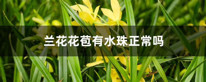 兰花花苞有水珠正常吗