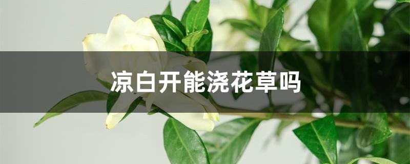 凉白开能浇花草吗