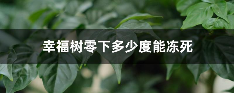 幸福树零下多少度能冻死