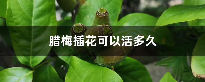 腊梅插花可以活多久