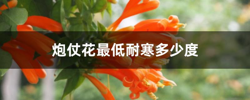 炮仗花最低耐寒多少度