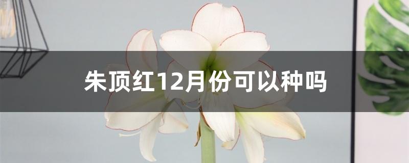 朱顶红12月份可以种吗