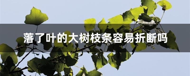 落了叶的大树枝条容易折断吗