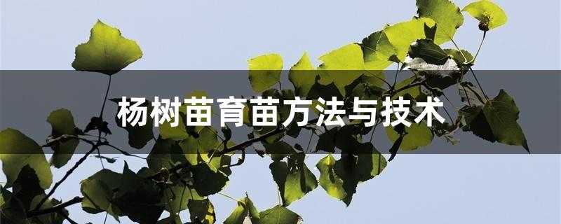 杨树苗育苗方法与技术 杨树苗育苗方法与技术
