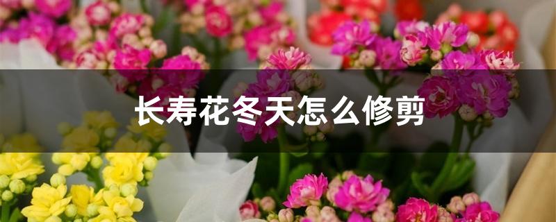 长寿花冬天怎么修剪