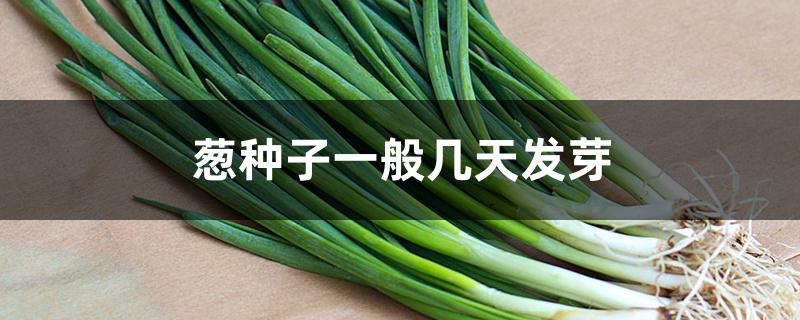 葱种子一般几天发芽