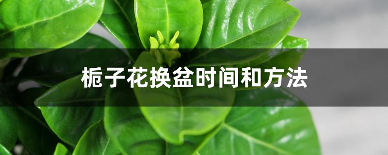 栀子花换盆时间和方法