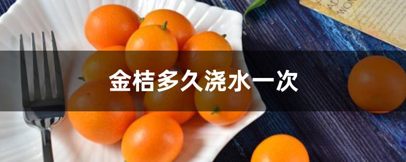 金桔多久浇水一次