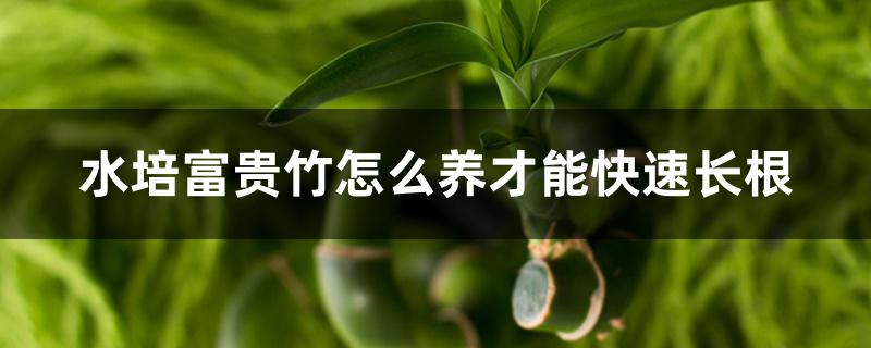 水培富贵竹怎么养才能快速长根