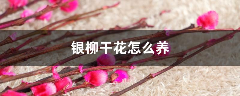 银柳干花怎么养