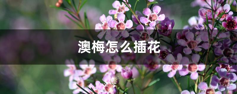 澳梅怎么插花