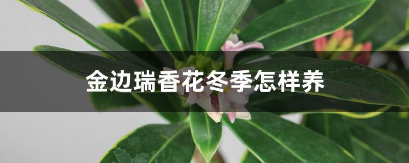 金边瑞香花冬季怎样养