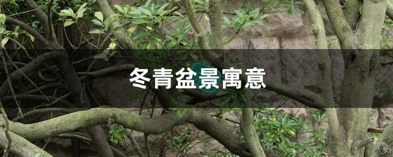 冬青盆景寓意