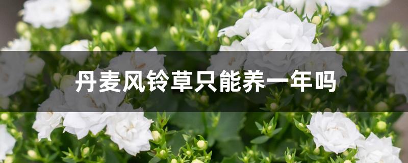 丹麦风铃草只能养一年吗