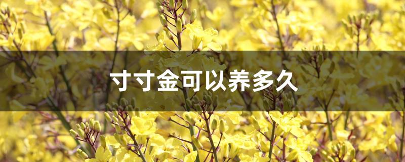 寸寸金可以养多久 寸寸金可以养多久
