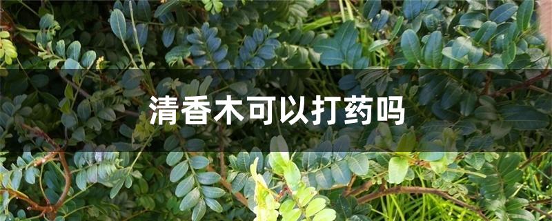 清香木可以打药吗