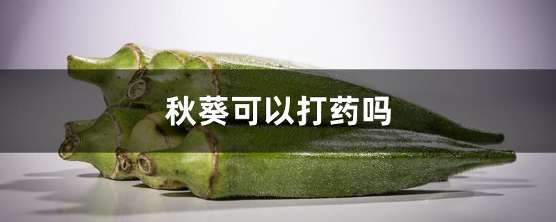 秋葵可以打药吗