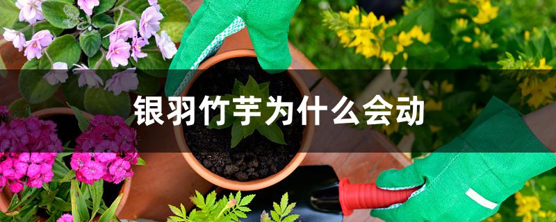 银羽竹芋为什么会动 银羽竹芋为什么会动