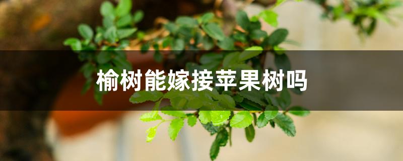榆树能嫁接苹果树吗 榆树能嫁接苹果树吗