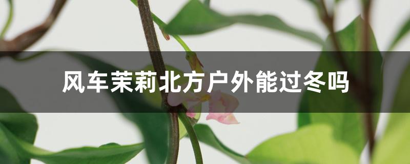 风车茉莉北方户外能过冬吗